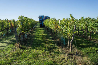 Chateau Maison Noble - St. Martin Bordeaux Superior