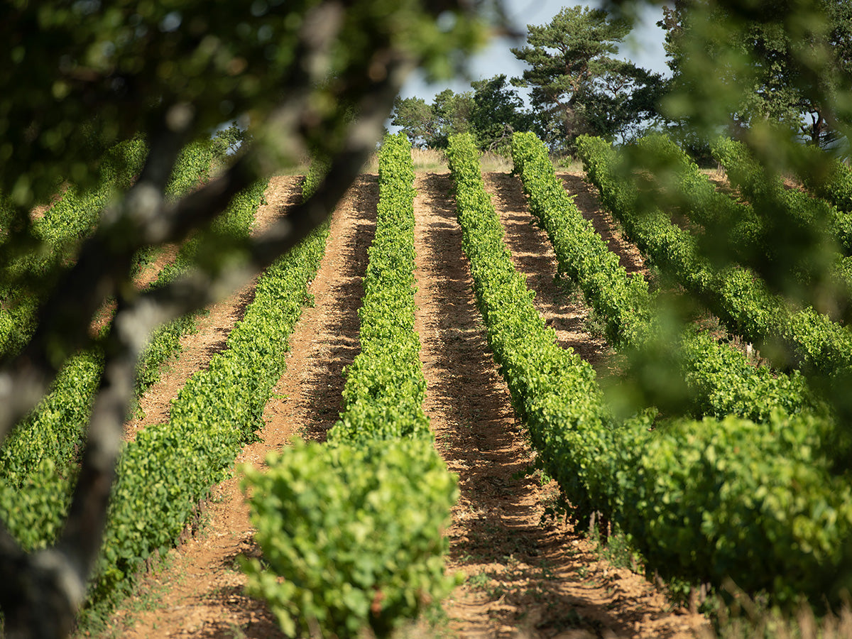 La Cigalière - Côtes du Rhône