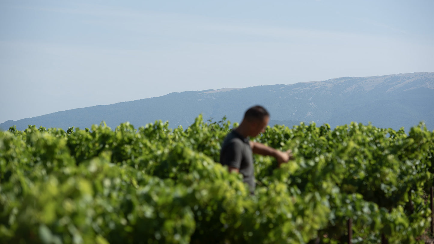 La Cigalière - Côtes du Rhône